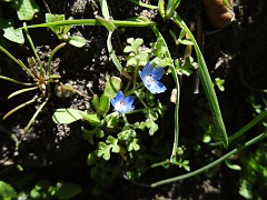 nemophila menziesii